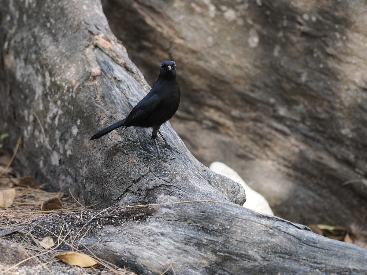 Black Catbird - ML642707392