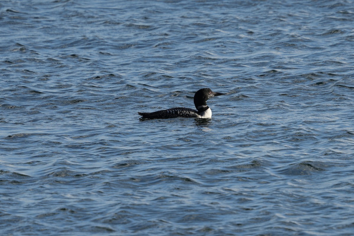 Common Loon - ML642707394