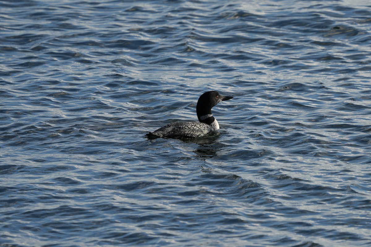 Common Loon - ML642707395