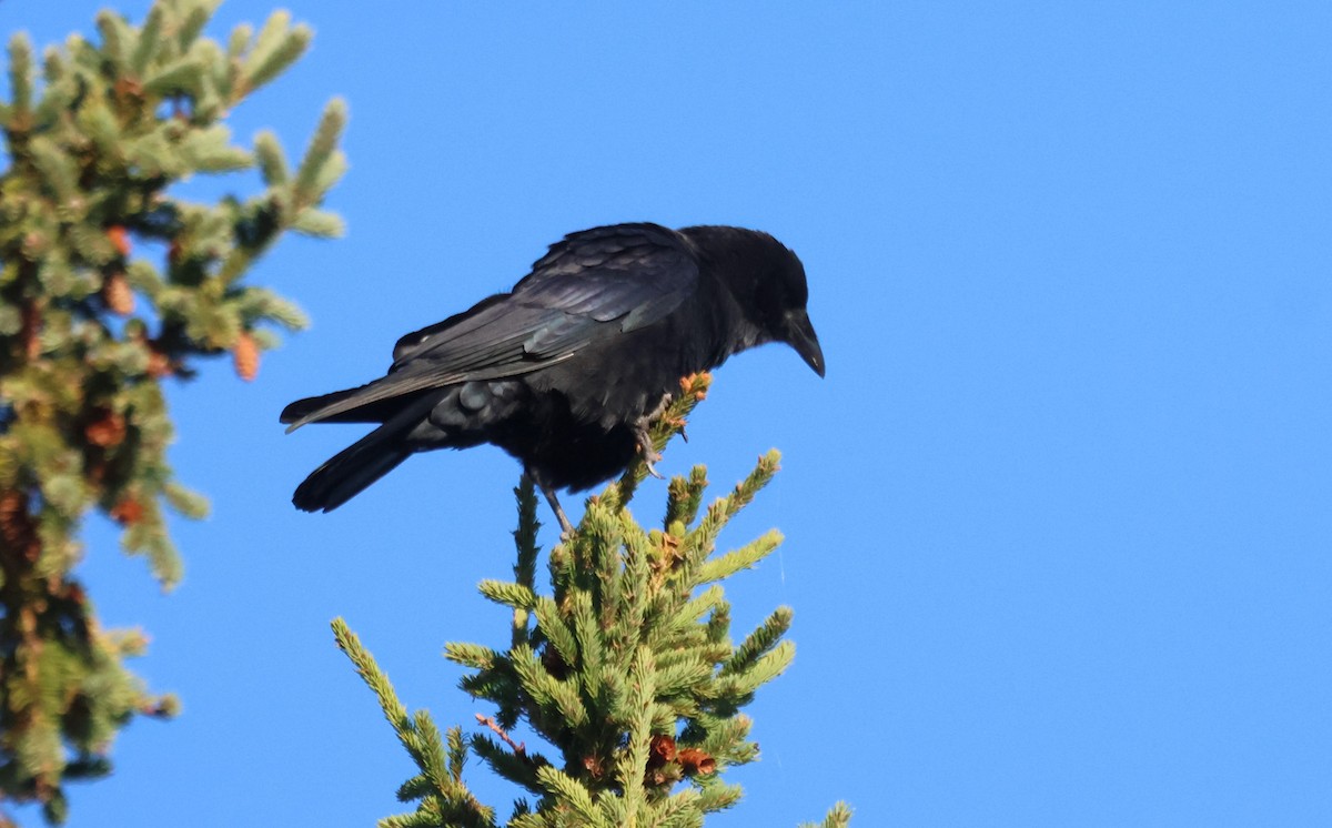 American Crow - ML642707396