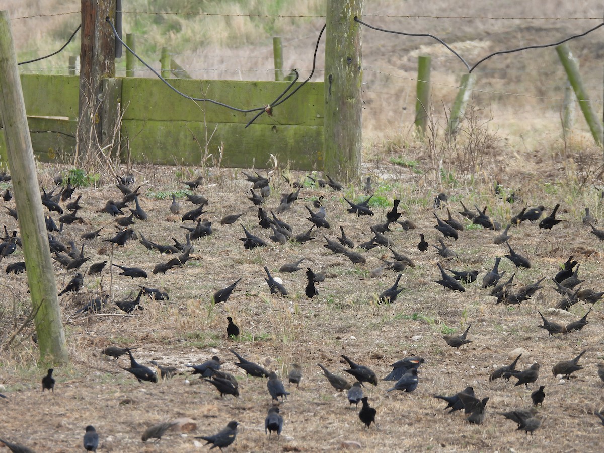 Tricolored Blackbird - ML642707402
