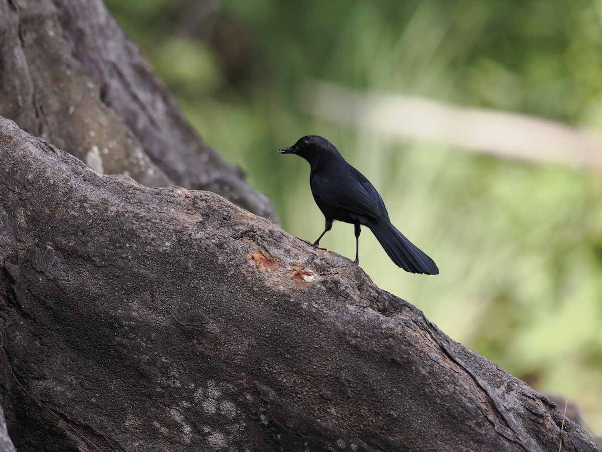 Black Catbird - ML642707403