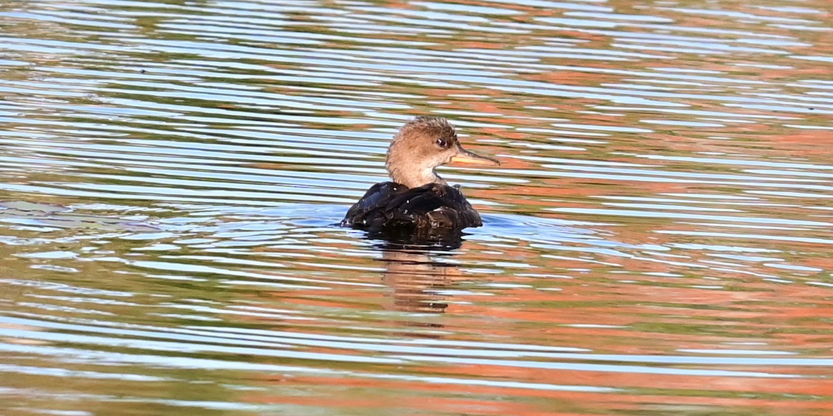 Hooded Merganser - ML642707405