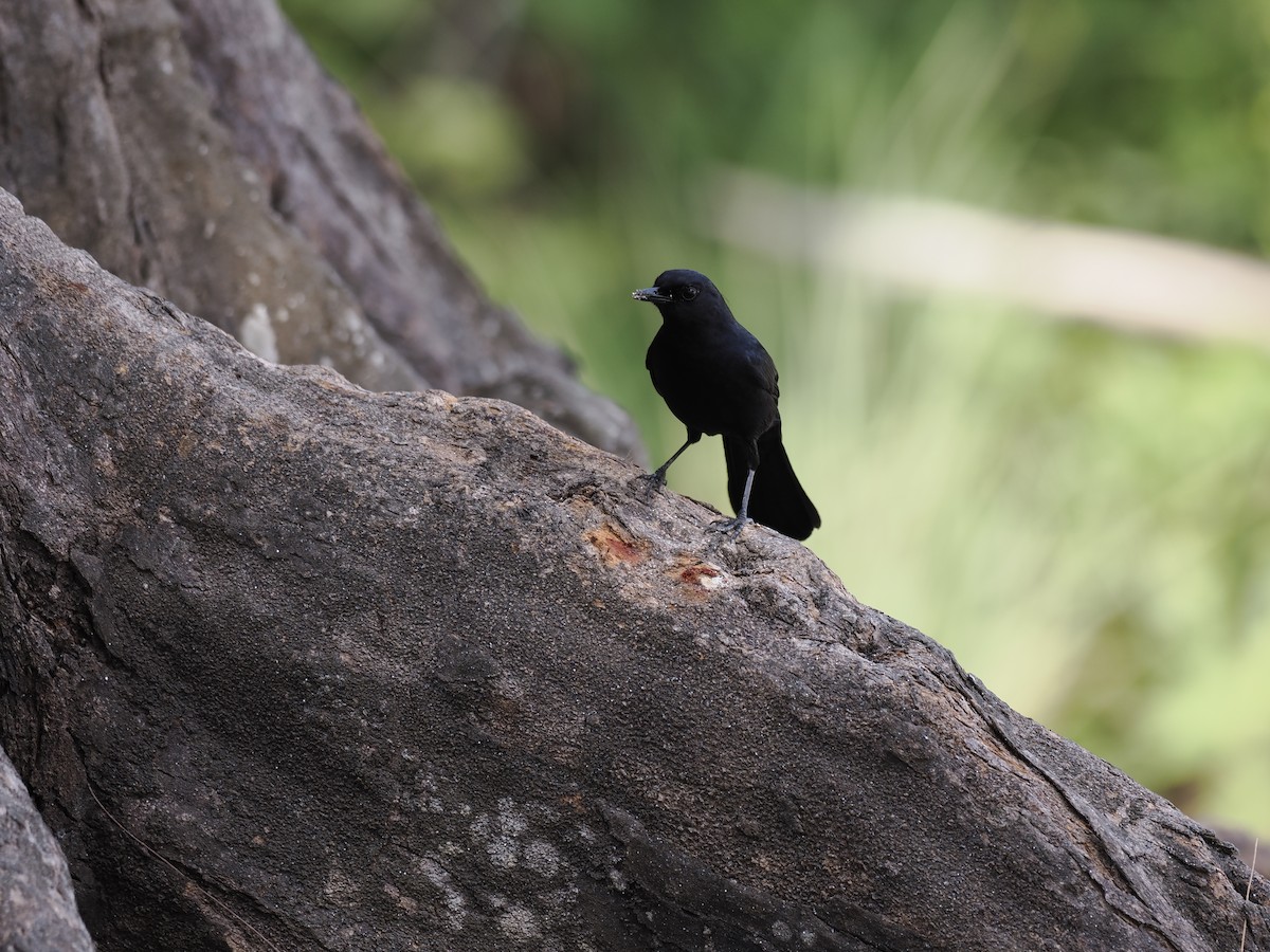 Black Catbird - ML642707409