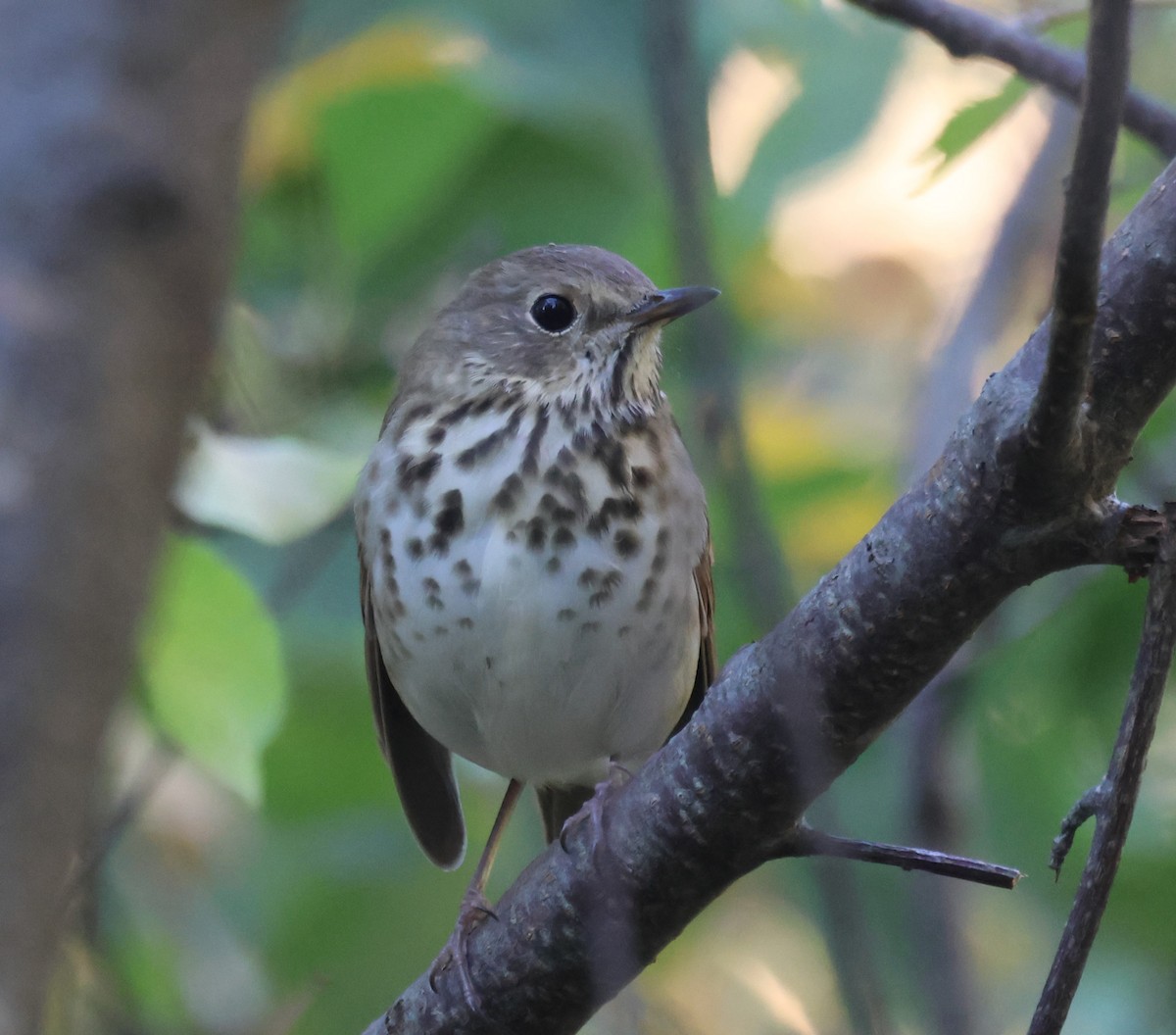 Hermit Thrush - ML642707424