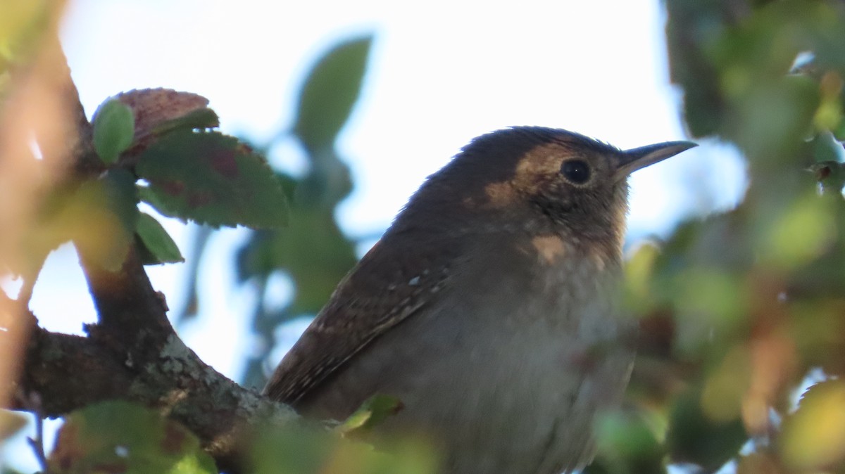Northern House Wren - ML642707445