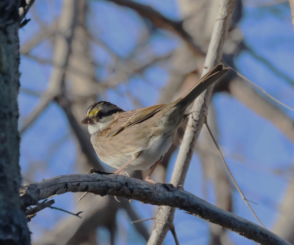 White-throated Sparrow - ML642707446