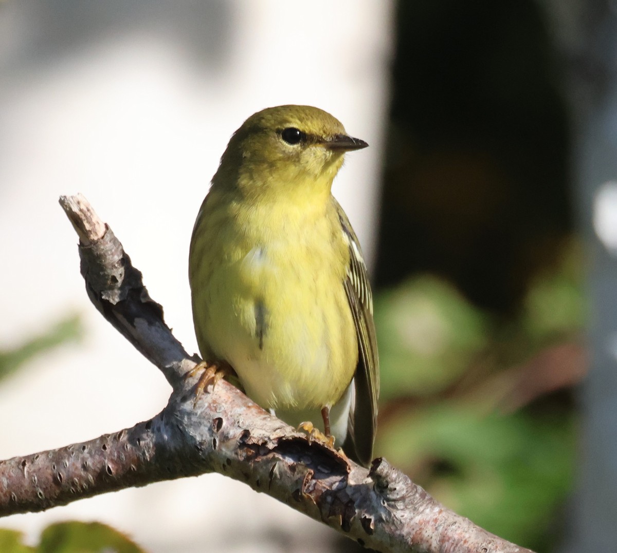 Blackpoll Warbler - ML642707468