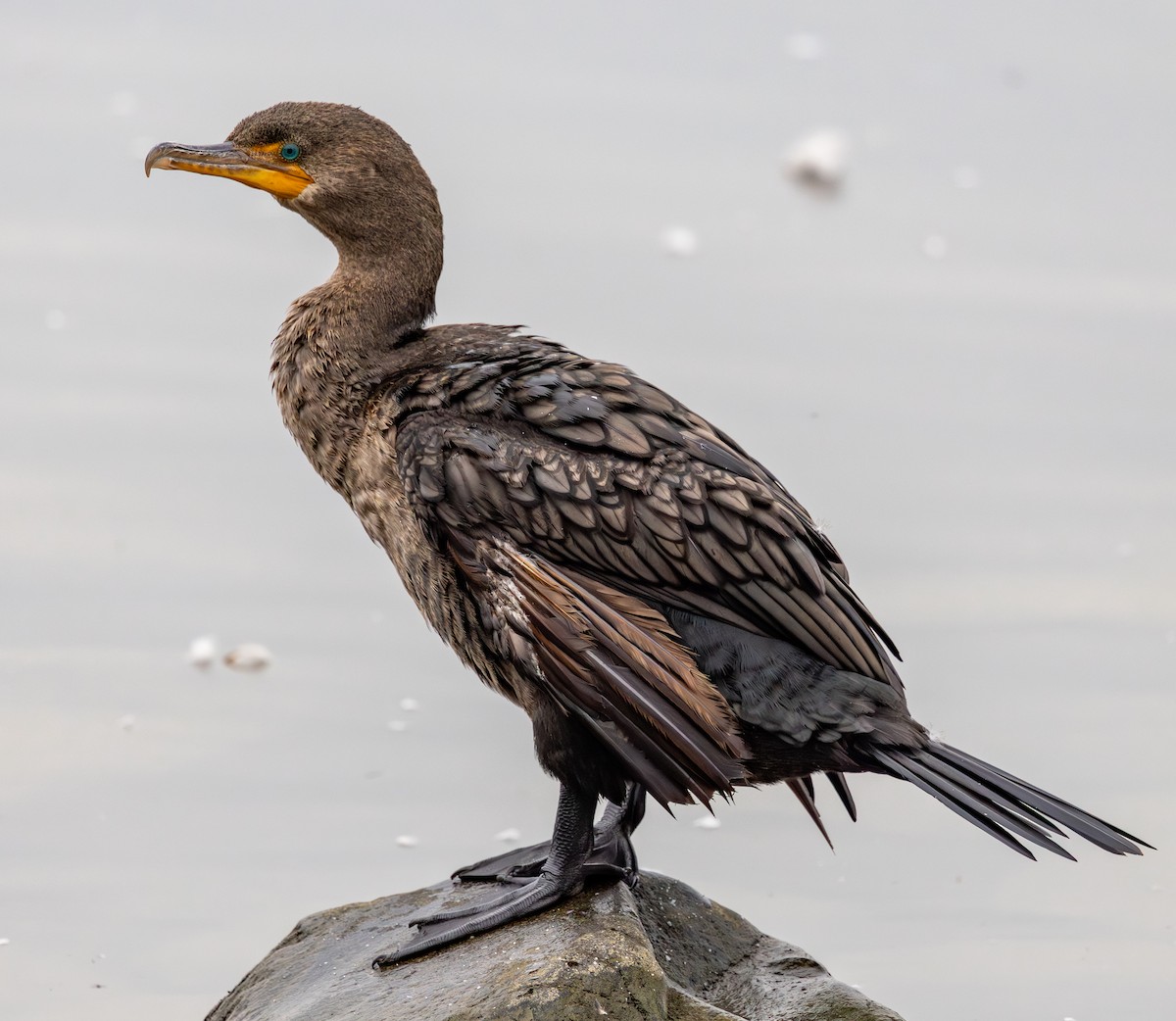 Cormoran à aigrettes - ML642707469