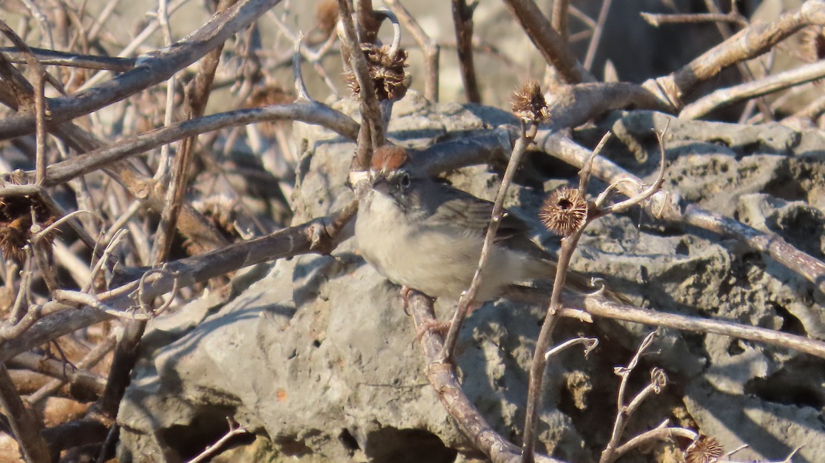 Rufous-crowned Sparrow - ML642707491