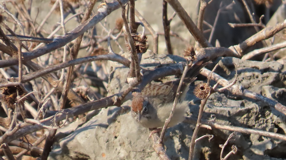 Rufous-crowned Sparrow - ML642707492