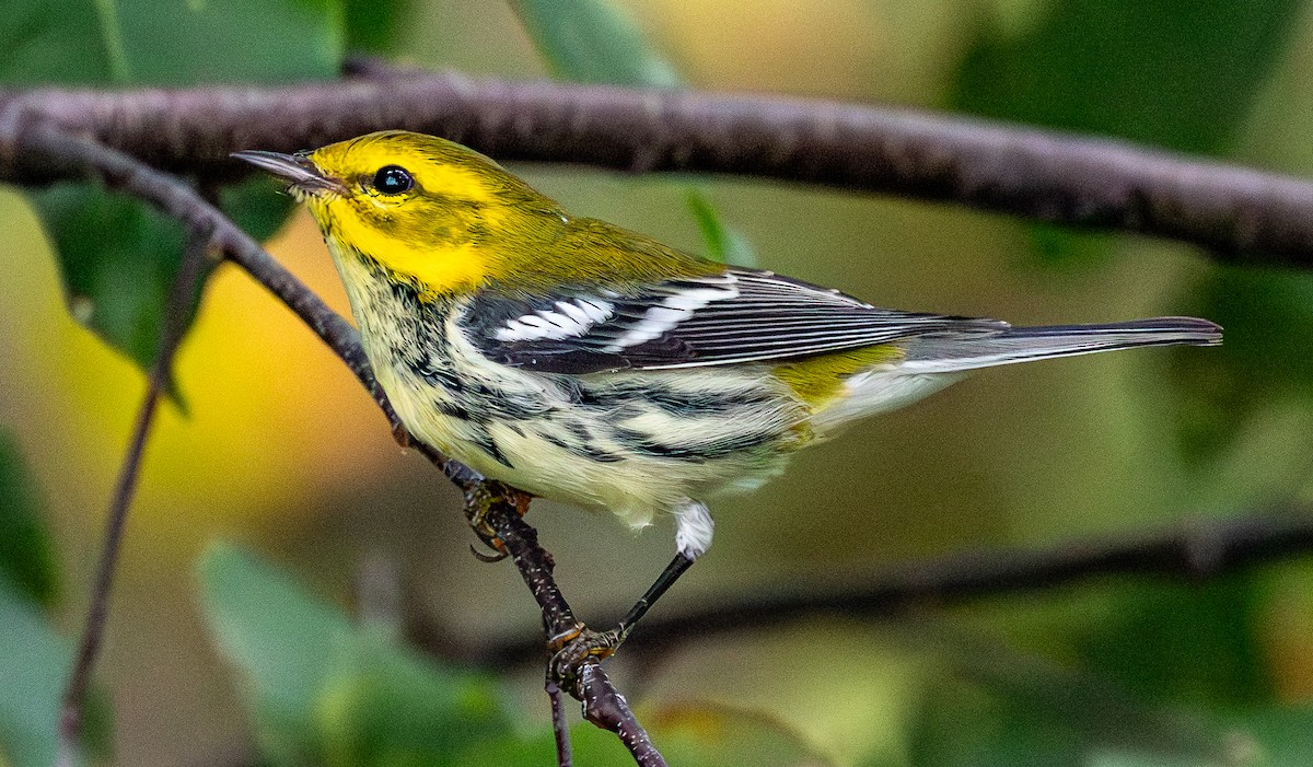 Grünmantel-Waldsänger - ML642707512