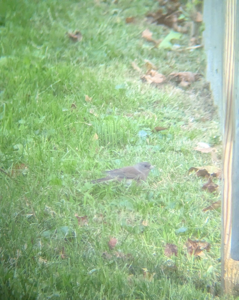 vinterjunko (hyemalis/carolinensis) - ML642707517