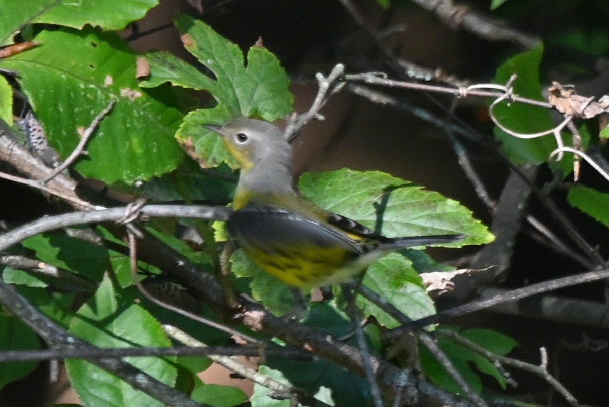 Magnolia Warbler - ML642707518
