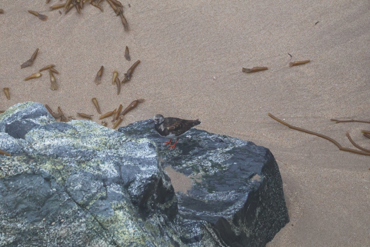 Ruddy Turnstone - ML642707524