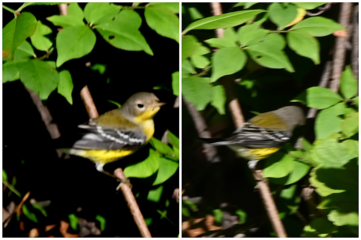Magnolia Warbler - ML642707525