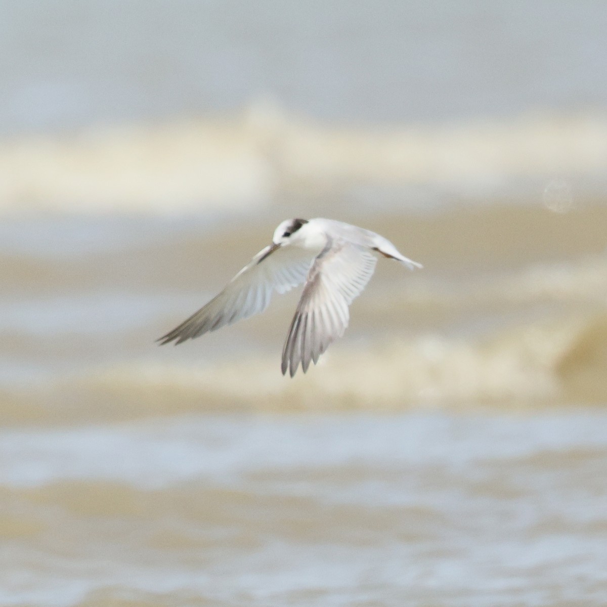 Little Tern - ML642707527