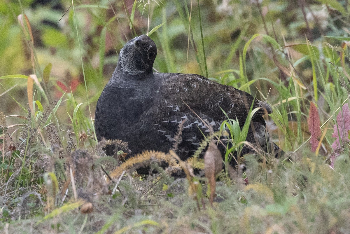 Sooty Grouse - ML642707534