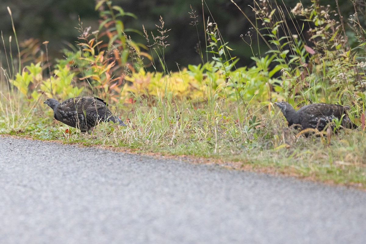 Sooty Grouse - ML642707535