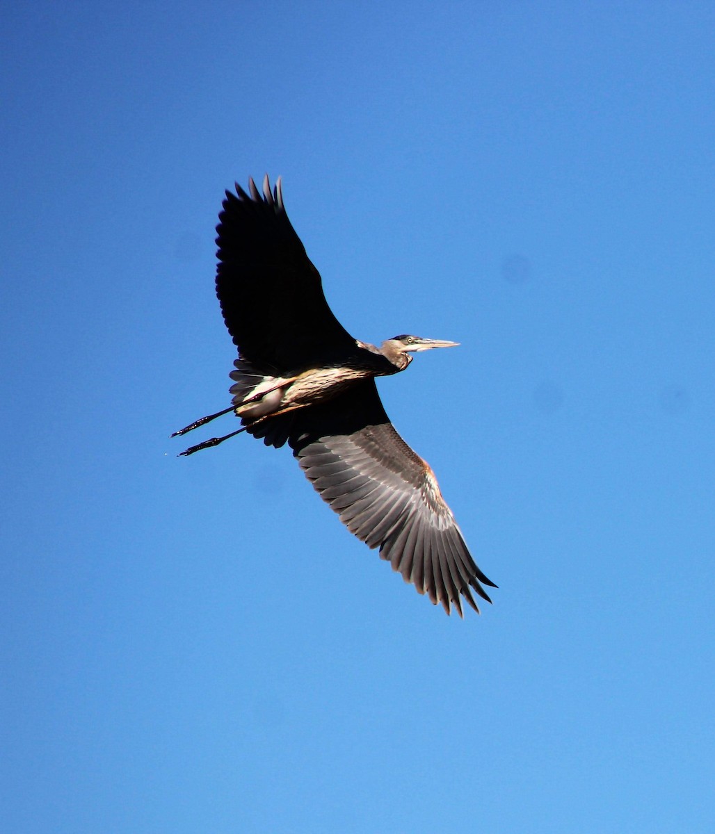 Great Blue Heron - ML642707547