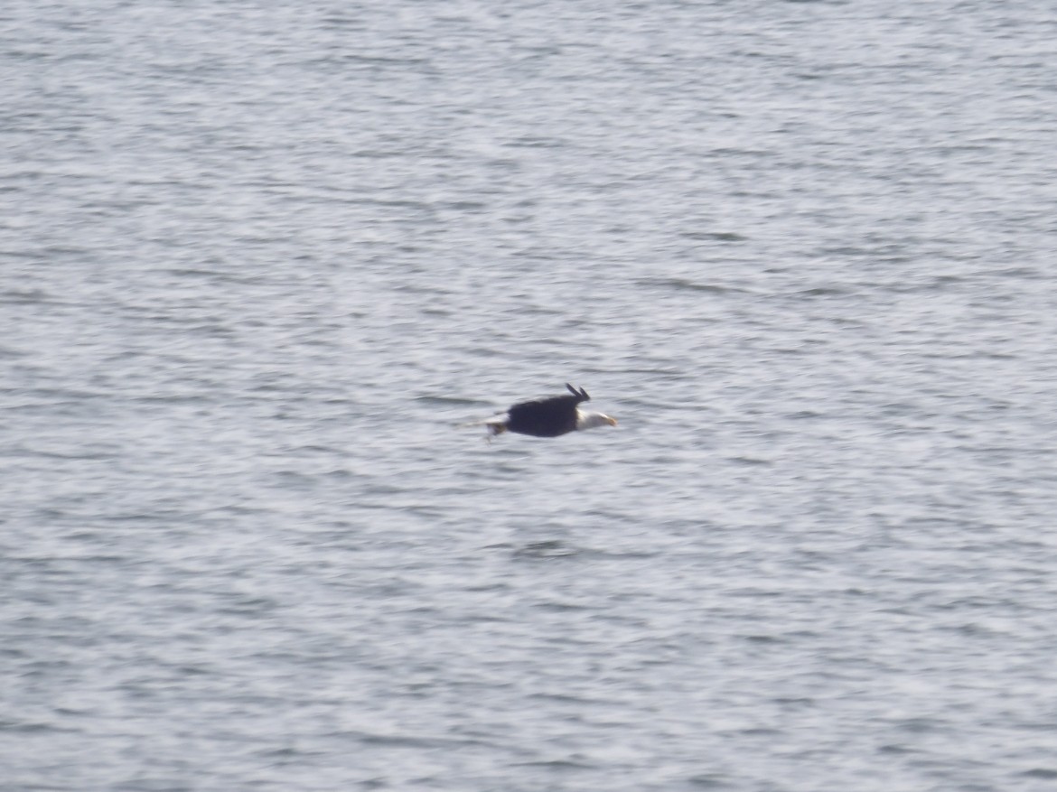 Bald Eagle - ML642707548