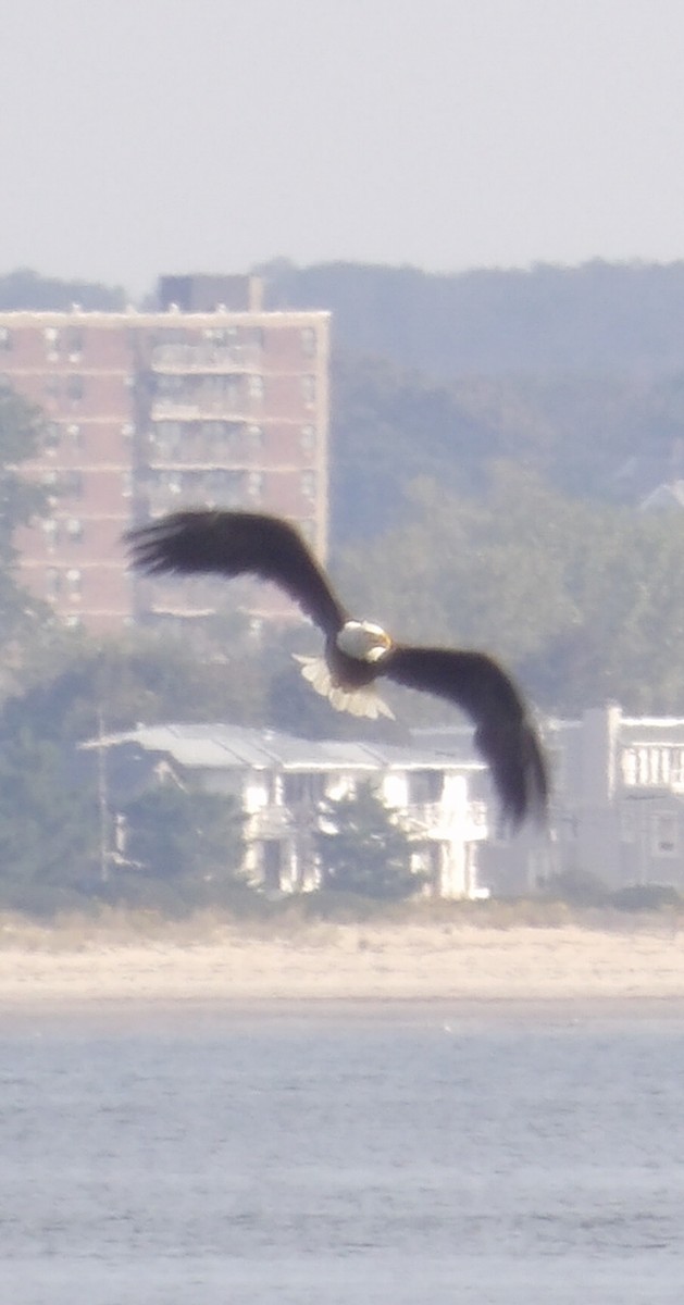 Bald Eagle - ML642707549