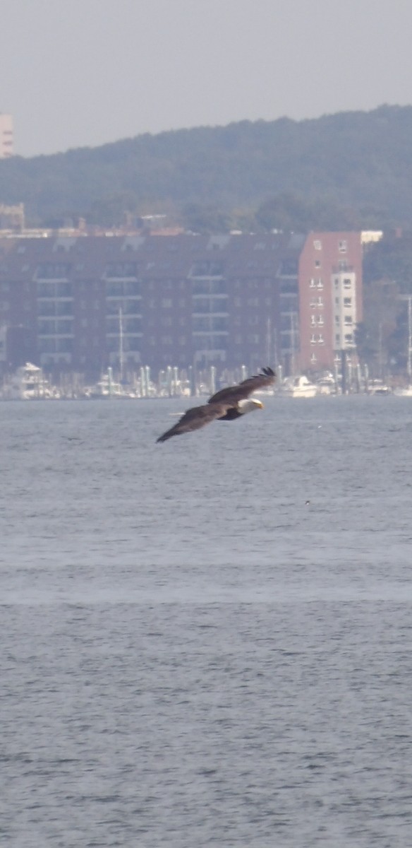 Bald Eagle - ML642707550