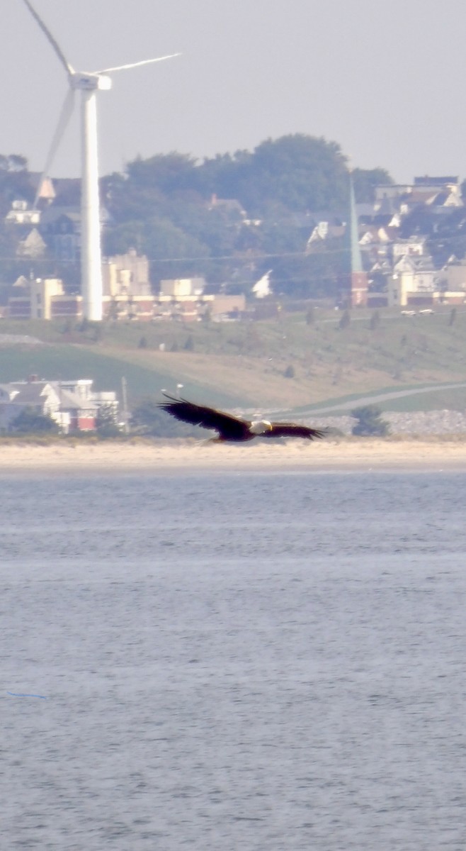 Bald Eagle - ML642707551