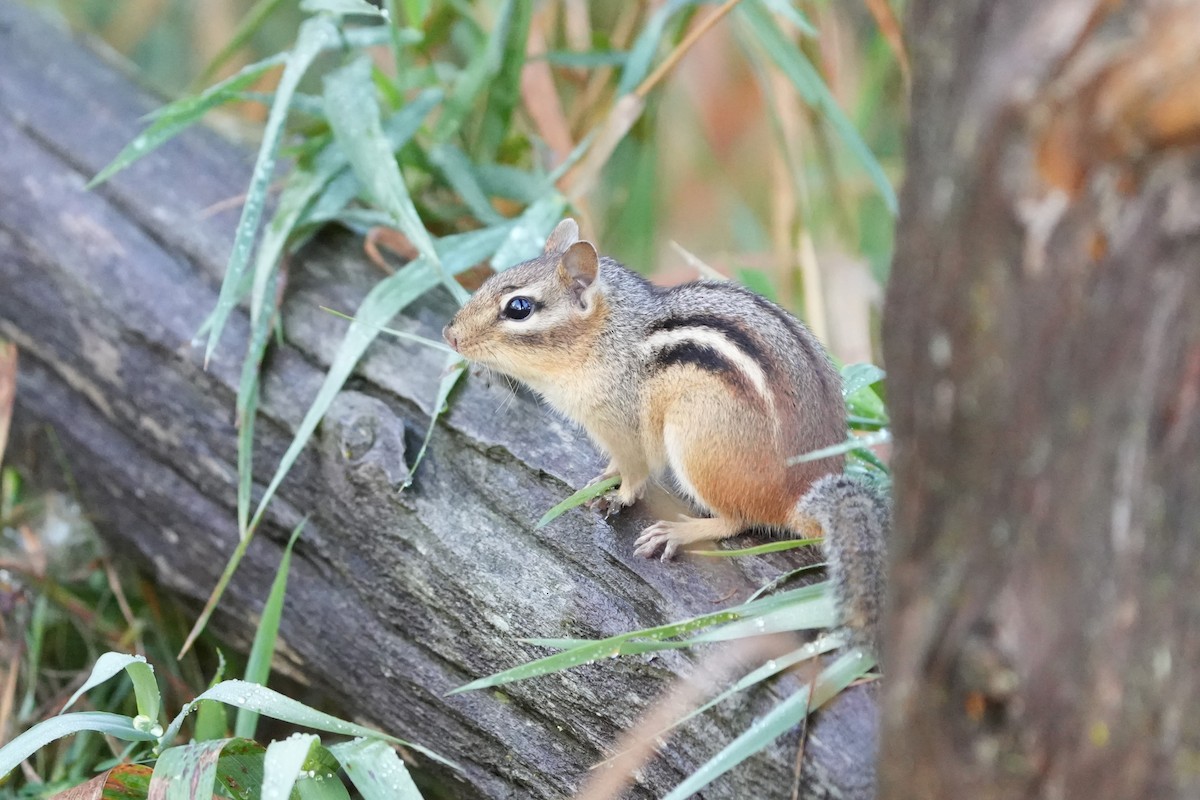 Eastern Chipmunk - ML642707560