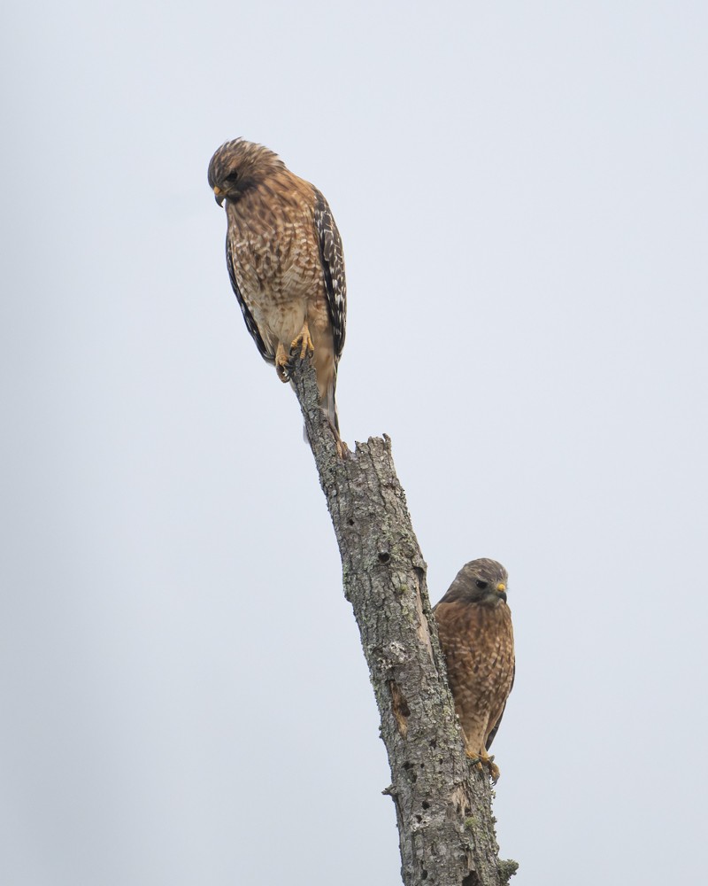 Red-shouldered Hawk - ML642707563