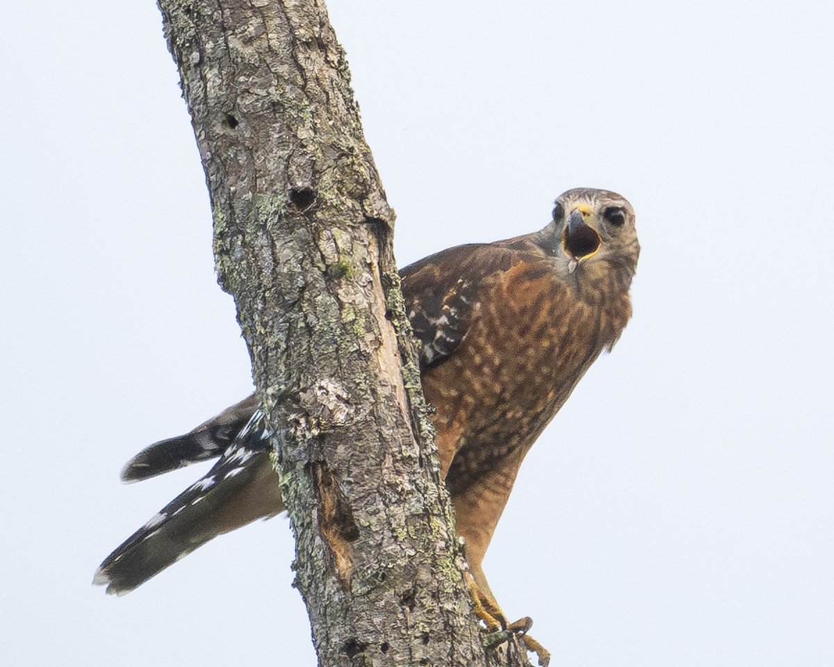 Red-shouldered Hawk - ML642707564