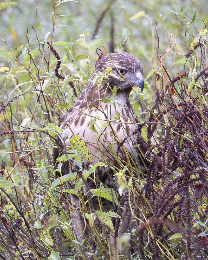 Red-tailed Hawk - ML642707572