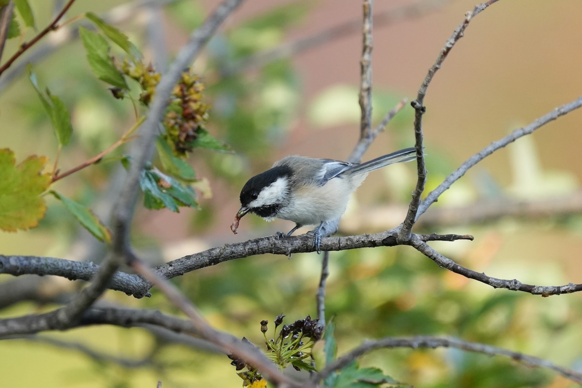 Amerika Baştankarası - ML642707579