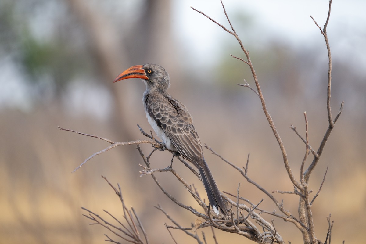 Bradfield's Hornbill - ML642707583