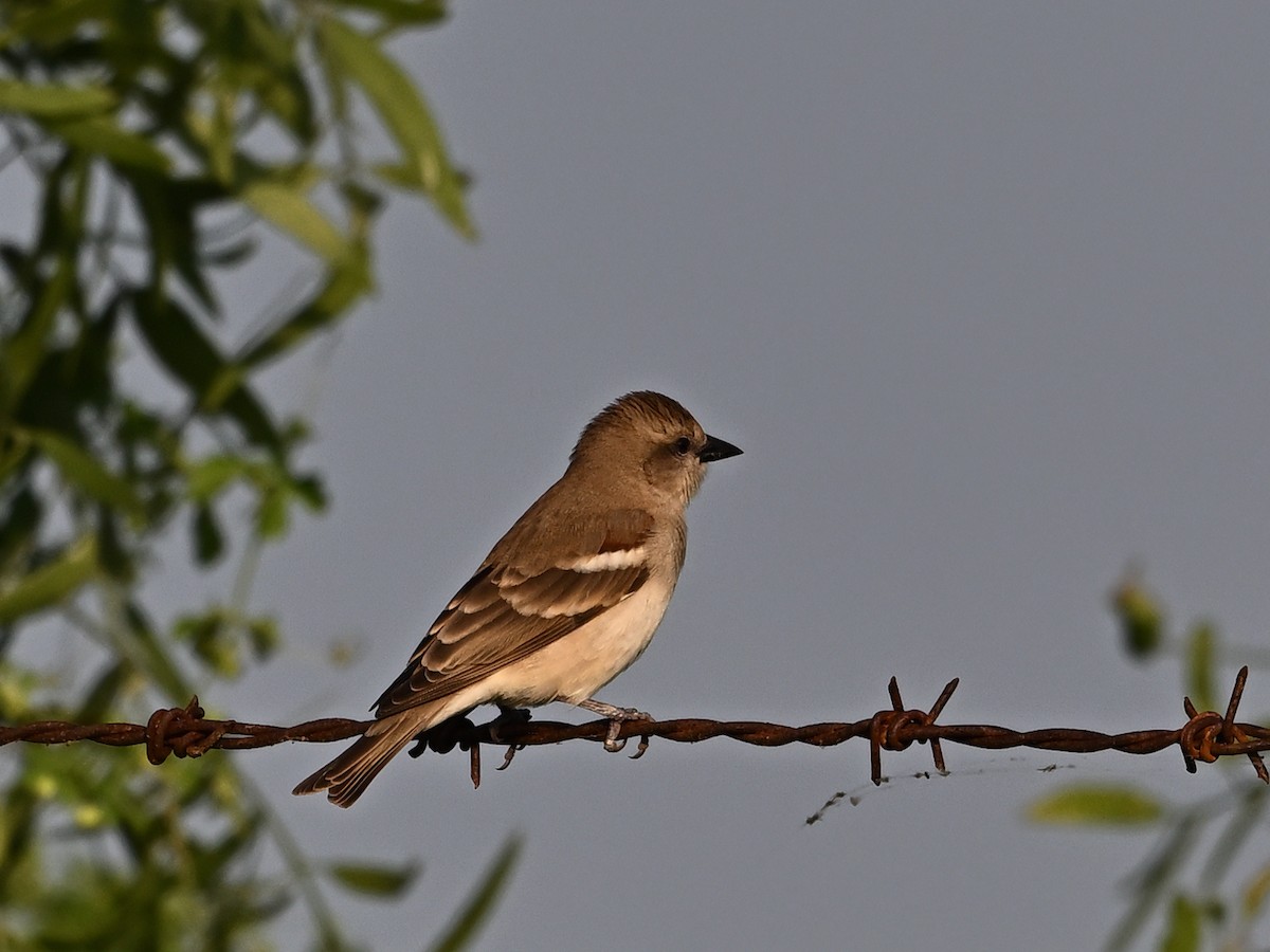 Yellow-throated Sparrow - ML642707597