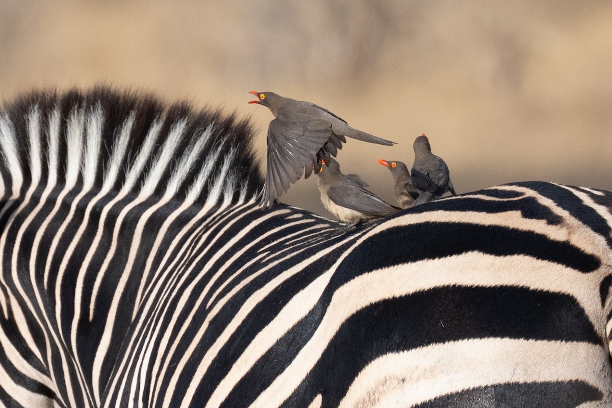 Red-billed Oxpecker - ML642707600