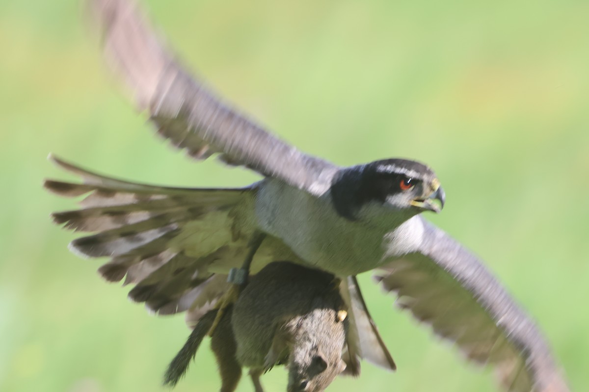 American Goshawk - ML642707606