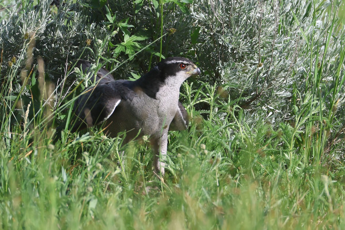 American Goshawk - ML642707607