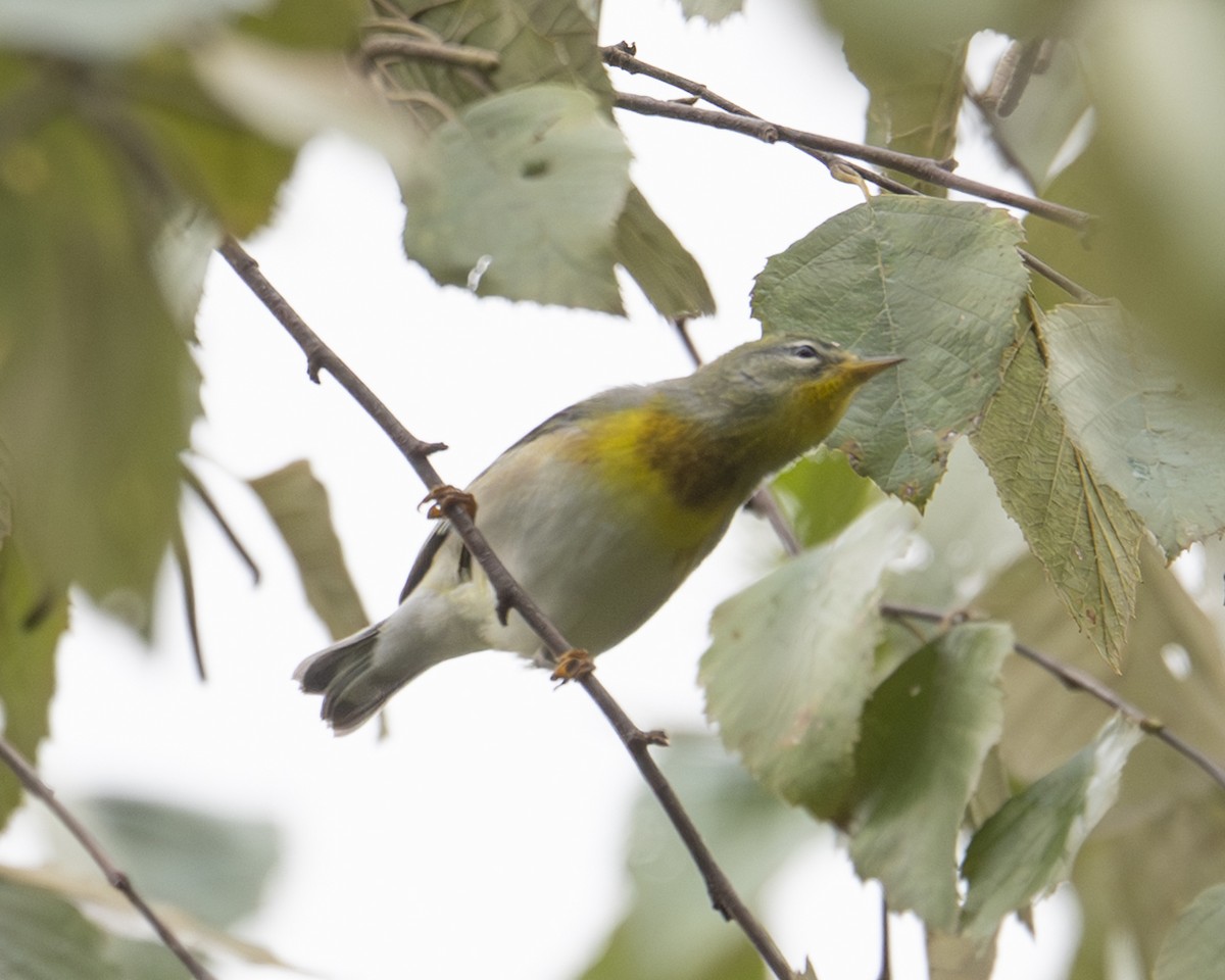 Northern Parula - ML642707610