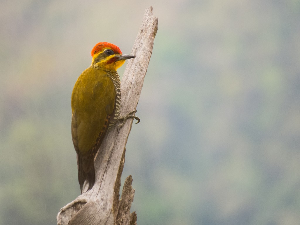 White-browed Woodpecker - ML642707616