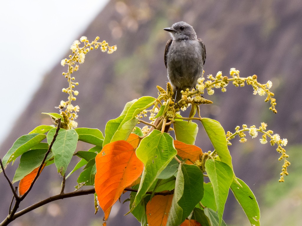 Shear-tailed Gray Tyrant - ML642707619