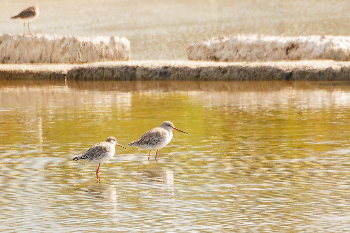 Spotted Redshank - ML642707638