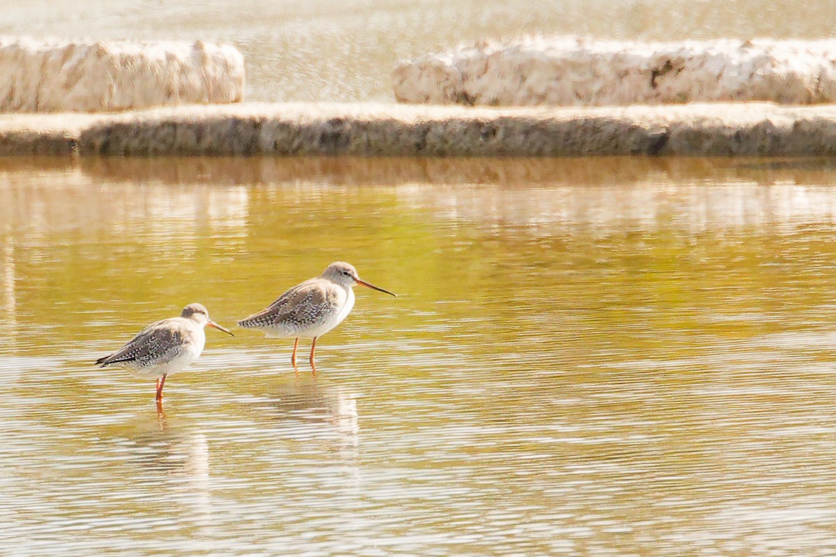 Spotted Redshank - ML642707641
