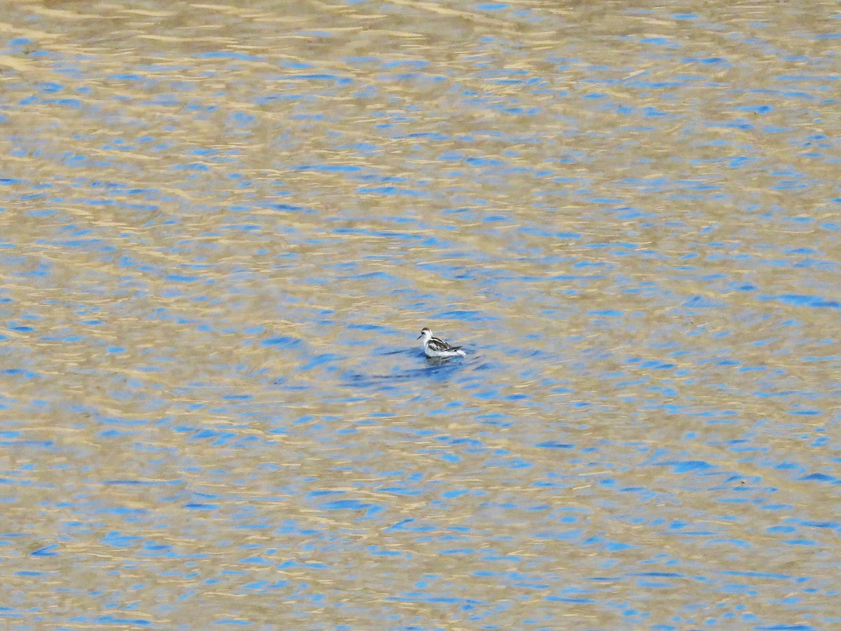 svømmesnipe - ML642707642