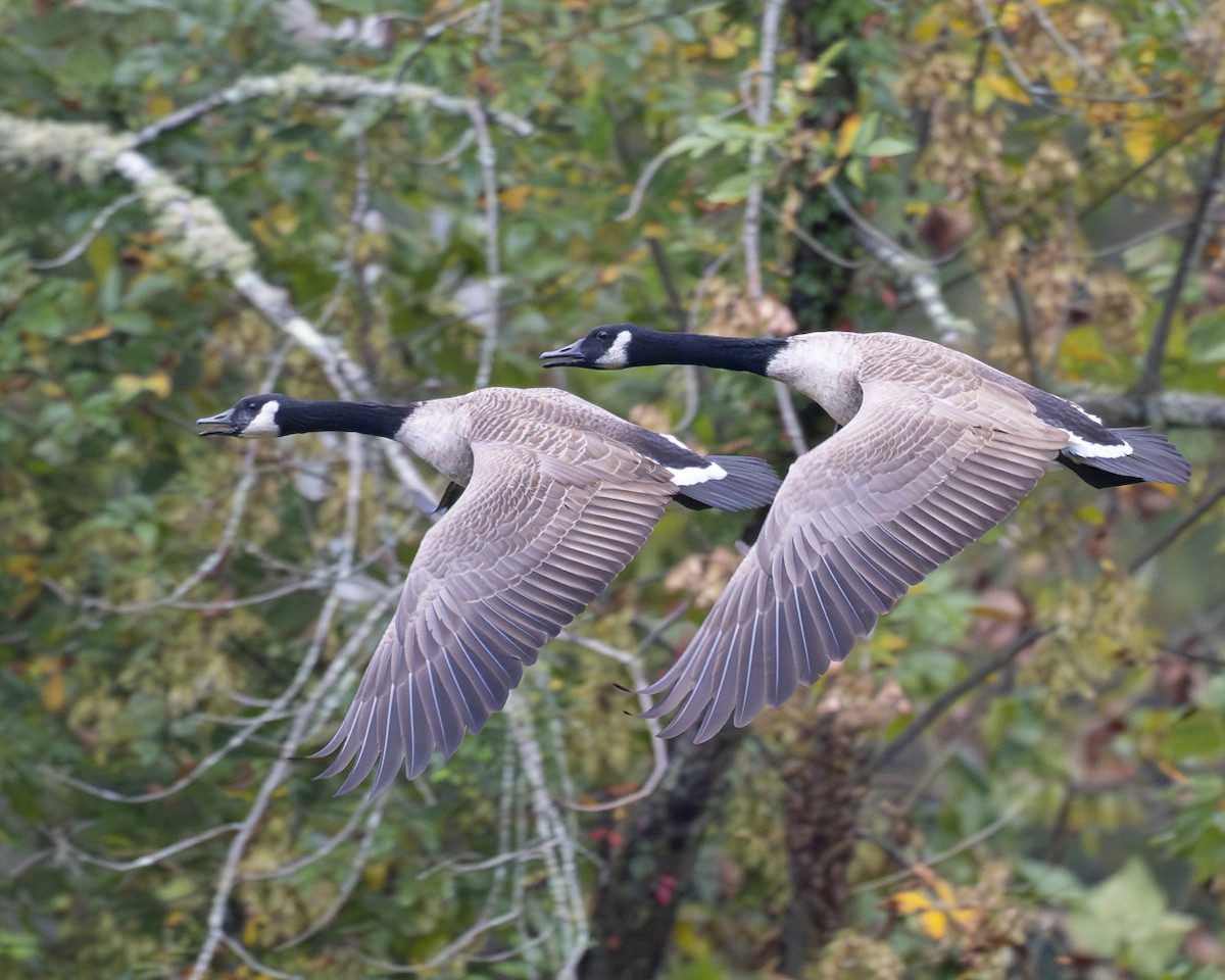 Canada Goose - ML642707643