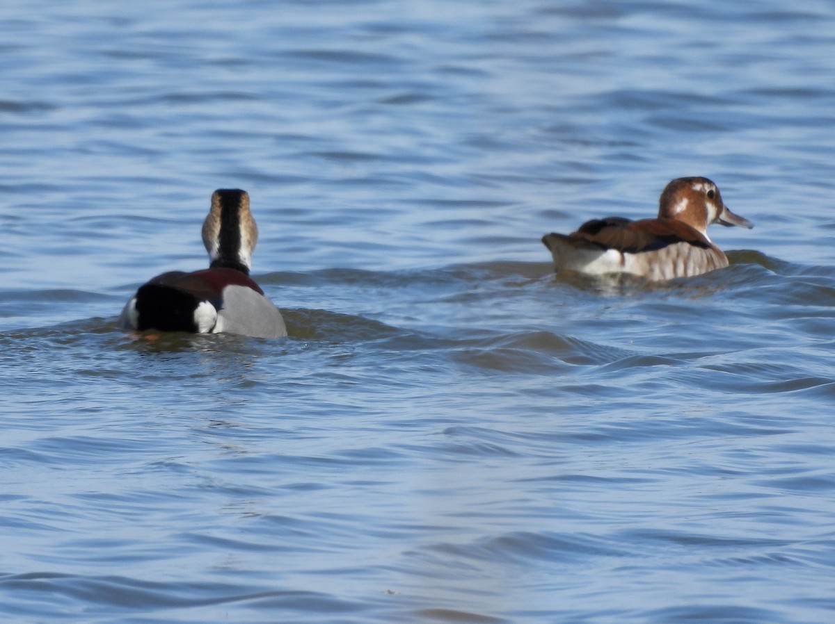 Ringed Teal - ML642707658