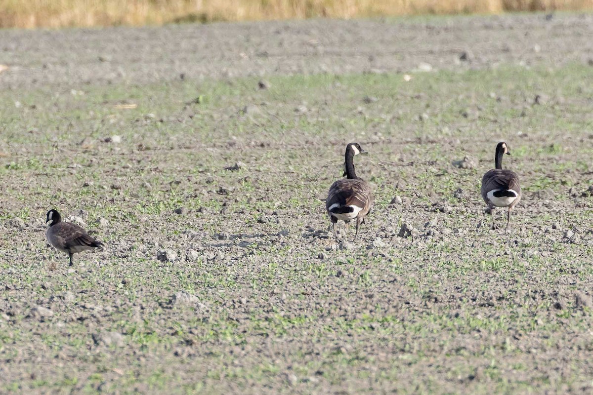 Cackling Goose - ML642707664