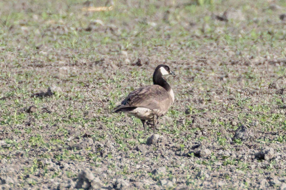 Cackling Goose - ML642707665
