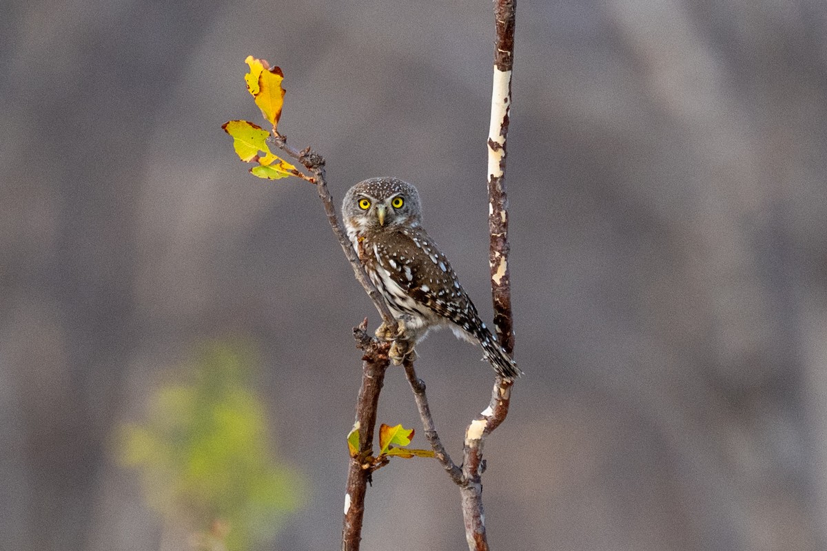 Pearl-spotted Owlet - ML642707694