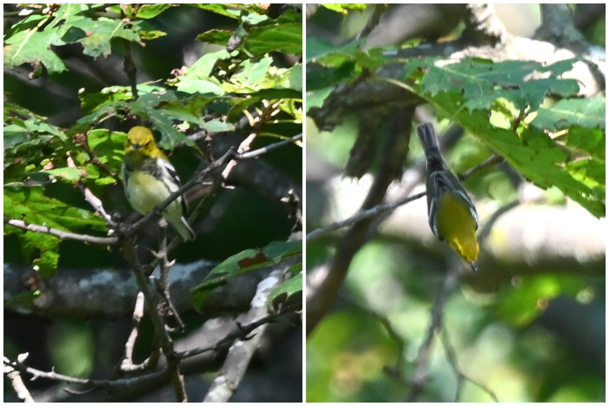 Grünmantel-Waldsänger - ML642707697